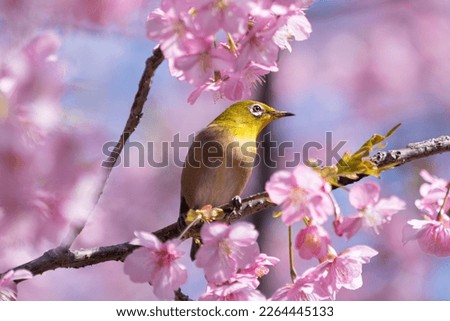 small bird on the sakura tree or A small bird on the blooming cherry tree