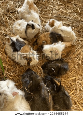 a bunch of cute guinea pigs on the straw