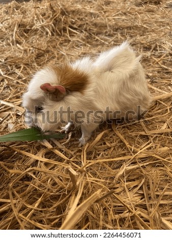 Adorable cute guinea pigs are eating on dry grass