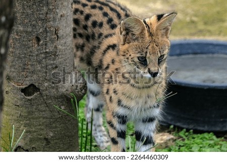 a serval stands watching its prey