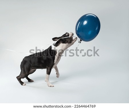 Dog catches a blue balloon on a white background. Black and white Boston Terrier jumping. Pet in motion studio shot. 