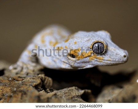 crested gecko gargoyle sitting on tree