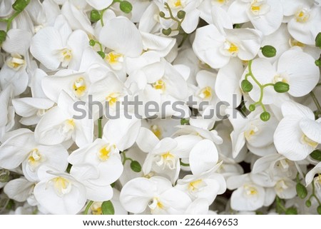 close up artificial white orchid flower in the market Royalty-Free Stock Photo #2264469653
