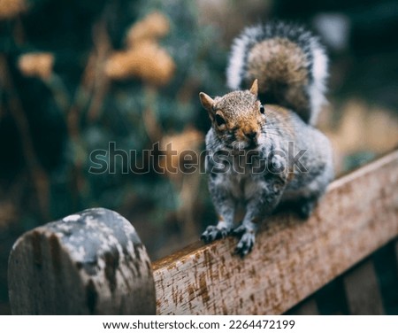 Squirrel on a park bench in London