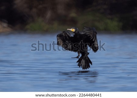 Great cormorant Phalacrocorax carbo in flight landing