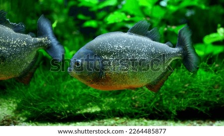 Photo of a tropical fish on a coral reef in aquarium. Piranha.