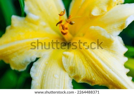 Light yellow lily flower with brown-orange stamens and pistil. Blooming lily for publication, design, poster, calendar, post, screensaver, wallpaper, postcard, banner, cover. High quality photography