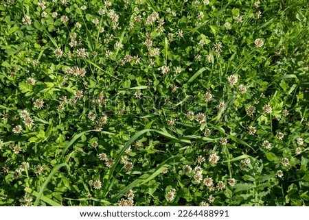 White clover on summer meadow. Blooming clover flowers in green grass for publication, design, poster, calendar, post, screensaver, wallpaper, postcard, banner, cover. High quality photography