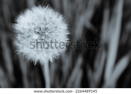 Fluffy dandelion for post, screensaver, wallpaper, postcard, poster, banner, cover, website. A place for your design or text. Gray toned high quality photography
