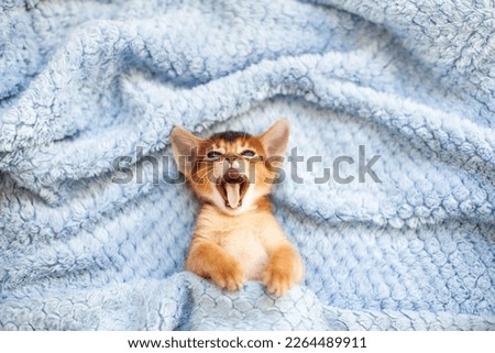 Close up of little red kitten opening mouth and yawning on a blue fluffy blanket. Cute Abyssinian ruddy kitten awaking up in the morning. Image for veterinary clinic or pet shop. Selective focus.