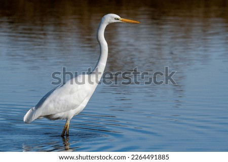 great white heron po comacchio park italy