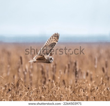 Short-eared owl flying in the air