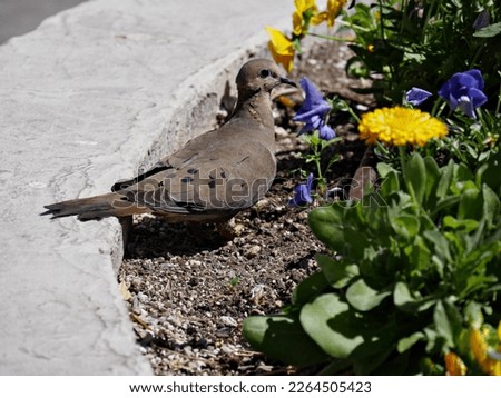 Side view of a gray dove in a flowerbed