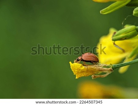 Lady bugs are a popular spring insect. They move among the leaves and stems of different plants in search of food.