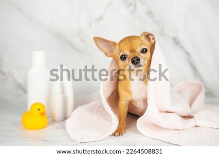 Cute redhead chihuahua in a towel after washing in the bathroom in a beauty salon for dogs and cats. Pet care procedures at home. Pet care and hygiene products and a rubber duck