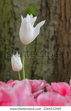 Close up natural white tulip flowers with background tree.