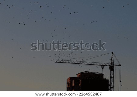 Evpatoria city (Crimea, Crimean peninsula) Birds in the sky in the evening.