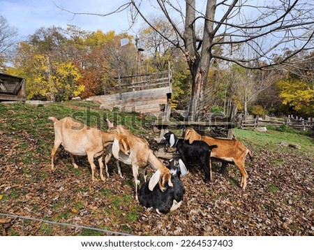 These images show nature and the season of fall very well. There are pictures of goats that go very well with the colours of autumn.