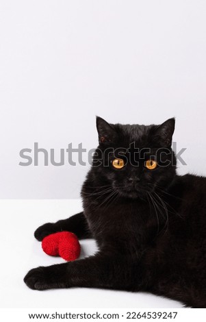 Black cat plays with a knitted red heart