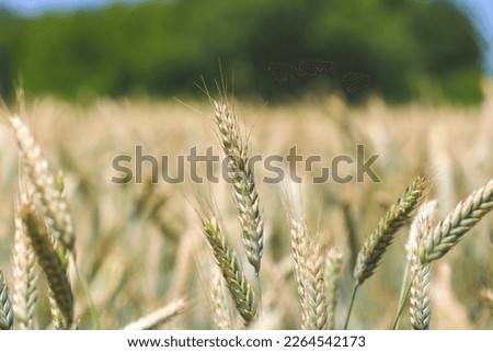 Close up on ears of rye growing on cultivated field