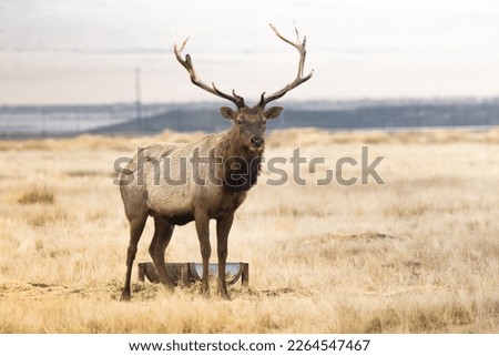 The Elegant Elk. Golden arid grasslands abound in the land of the Tule Elk (Cervus nannodes). This large cervid mammal faced near extirpation in the early 1900s. Now the California population grows Royalty-Free Stock Photo #2264547467