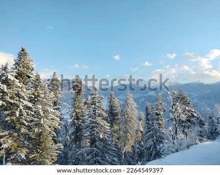 Green trees white snow and blue sky what a beautiful view it is