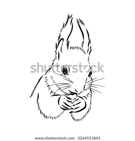 Hand drawn squirrel. Retro realistic animal isolated. Vintage style. Doodle line graphic design. Black and white drawing mammal. Vector sketch. Christmas animal.