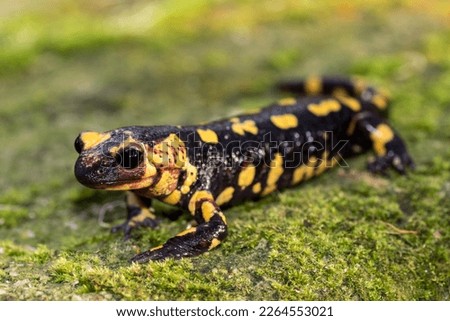 A fire salamander (Salamandra salamandra) photographed in the north of Portugal.