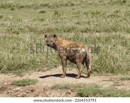 This hyena has nothing to laugh about