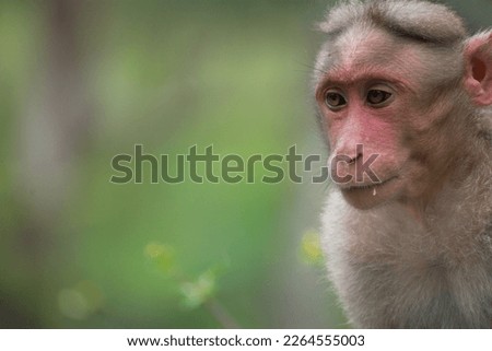 monkey landscape portrait pictures High definition 
