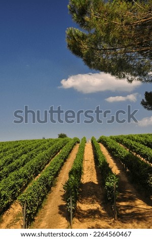 Grapes field outside Gimignano, Toscany, Italy