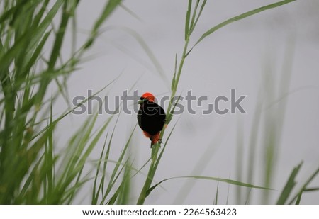 Southern Red Bishop on grass