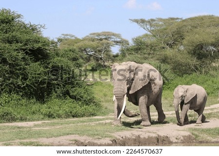 Baby Elephant - Africa, Serengeti National Park