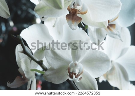 Bloom orchid on blurred background, close-up. White orchid flowers for publication, design, poster, calendar, post, screensaver, wallpaper, postcard, banner, cover, website. High quality photography