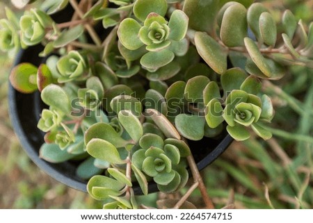 Composition of succulent leaves, top view. Succulents rosettes for poster, calendar, post, screensaver, wallpaper, postcard, banner, cover, website. High quality photography