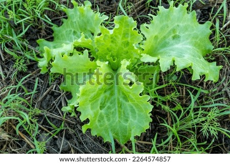 Salad plant grow, top view. Green lettuce bush for publication, poster, screensaver, wallpaper, postcard, banner, cover, website. High quality photography
