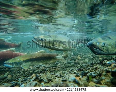 salmon run in the pacific northwest Royalty-Free Stock Photo #2264583475