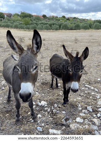 Two friendly and curious domestic donkeys standing in a field on the Dalmatian coast in Croatia