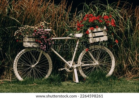 beautiful bicycle decorated with red geraniums decoration in the garden