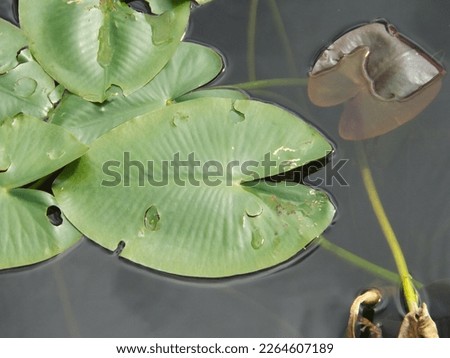 Large lily pads. This picture was taken in the Everglades, Florida.