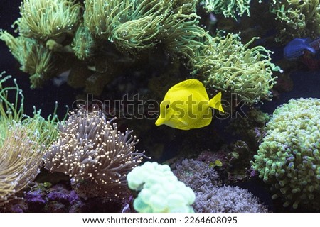 Yellow Tang saltwater fish, family Acanthuridae. Coral reef in the background. 