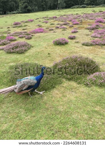 Beautiful peacock with pretty flower background