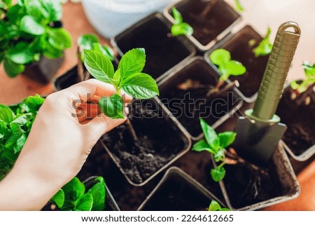 Close up of bigleaf hydrangeas cuttings. Gardener putting young rooted plant in pot with soil. Propagation and transplanting in spring at home Royalty-Free Stock Photo #2264612665