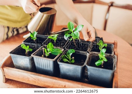 Watering transplanted bigleaf hydrangeas cuttings in pots with watering can. Growing new plants at home. Spring gardening. Propagation Royalty-Free Stock Photo #2264612675