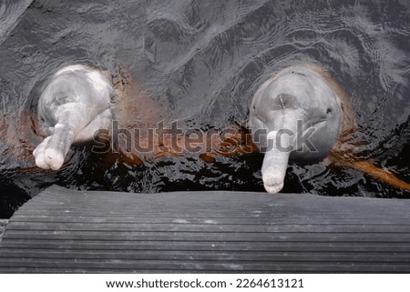 
Amazon River Dolphin, Pink Dolphin, (Inia geoffrensis) Iniidae family. 