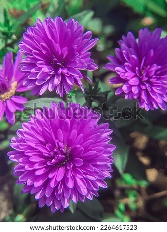 Dahlias are a genus of perennial, tuberous, herbaceous perennial related to sunflowers, daisies, chrysanthemums, and zinnias