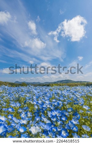 Blue sky and Nemophila field Royalty-Free Stock Photo #2264618515