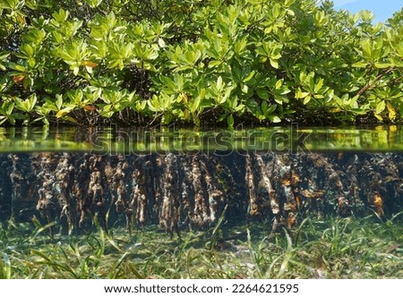 Rhizophora mangle mangrove with foliage above waterline and roots underwater, split view over and under water surface, Central America Royalty-Free Stock Photo #2264621595