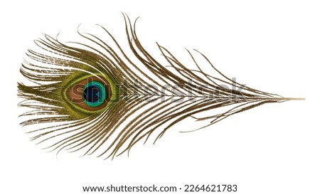 Peacock feather isolated on white background with clipping path. Royalty-Free Stock Photo #2264621783