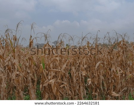 A field with a collection of corn plants that have been harvested, then killed naturally.  Royalty-Free Stock Photo #2264632181